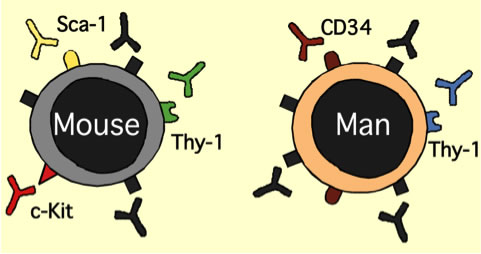 Hematopoetic Stem Cells